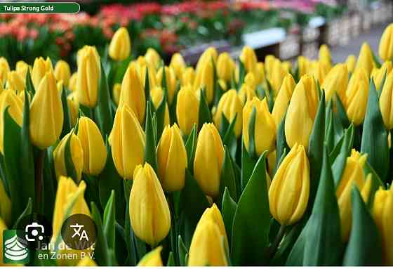 Тюльпаны к 8 марта оптом Мариуполь