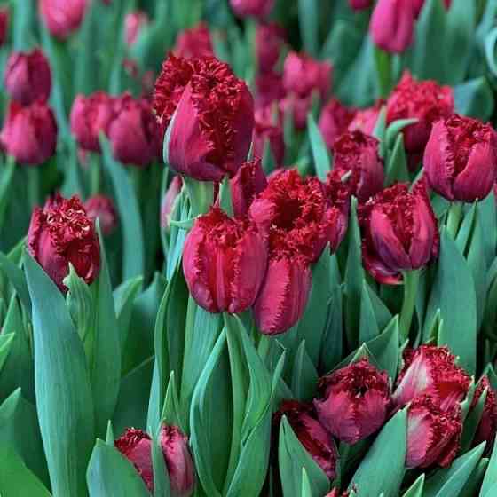 Тюльпаны к 8 марта оптом Мариуполь