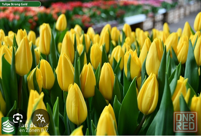 Тюльпаны к 8 марта оптом Мариуполь - изображение 4