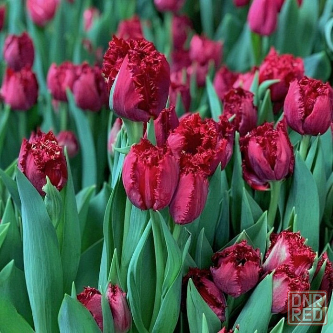 Тюльпаны к 8 марта оптом Мариуполь - изображение 1