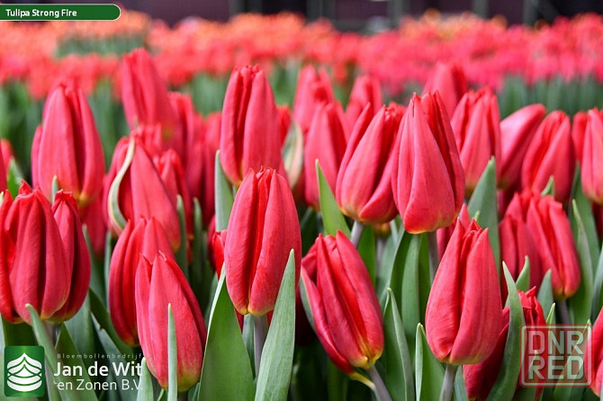 Тюльпаны к 8 марта оптом Мариуполь - изображение 3