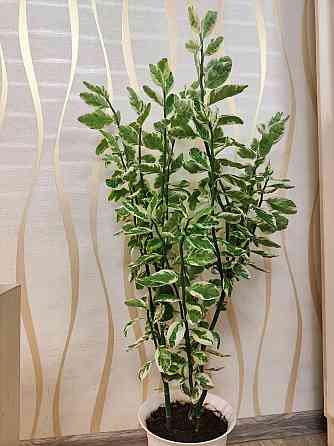 Молочай педилантус Макеевка