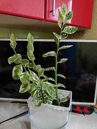 Молочай педилантус Макеевка