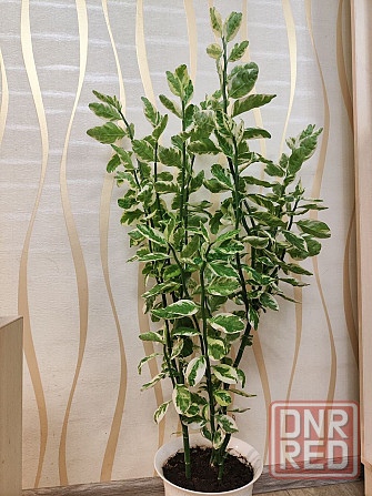 Молочай педилантус Макеевка - изображение 1