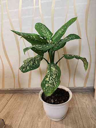 Дефинбахия Макеевка