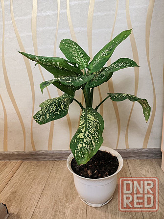 Дефинбахия Макеевка - изображение 1