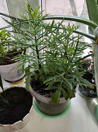 Оленьи рожки Макеевка