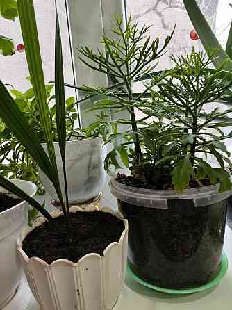 Оленьи рожки Макеевка