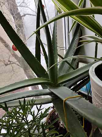 Алое лечебный Макеевка