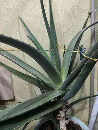 Алое лечебный Макеевка