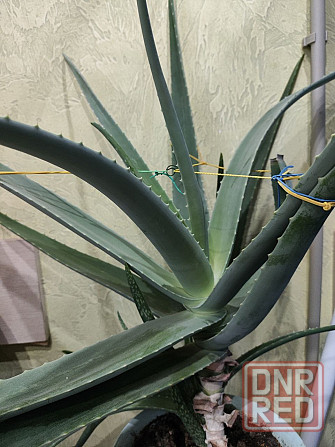 Алое лечебный Макеевка - изображение 2