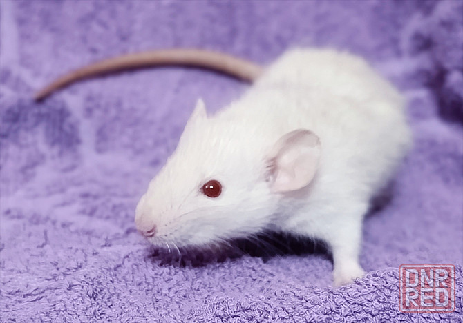 Мальчишка Дамбо. Макеевка - изображение 1