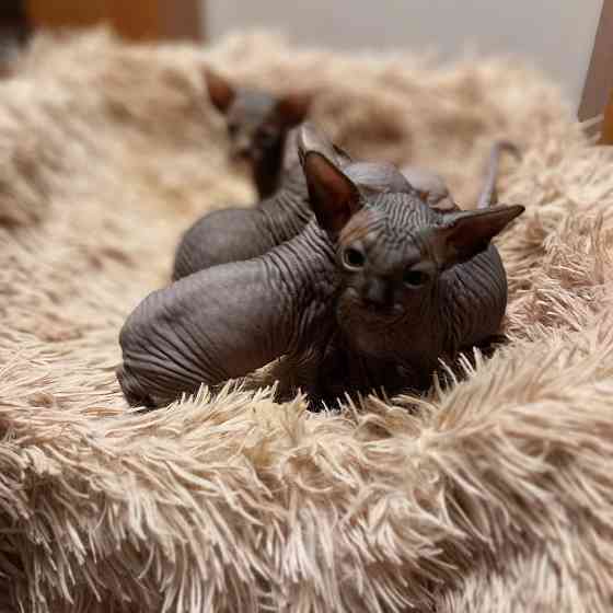 Животные Снежное