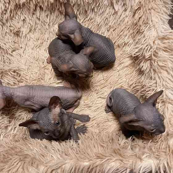 Животные Снежное