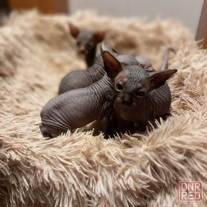 Животные Снежное - изображение 1