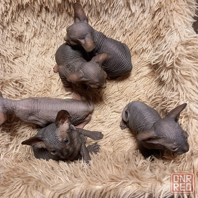 Животные Снежное - изображение 3