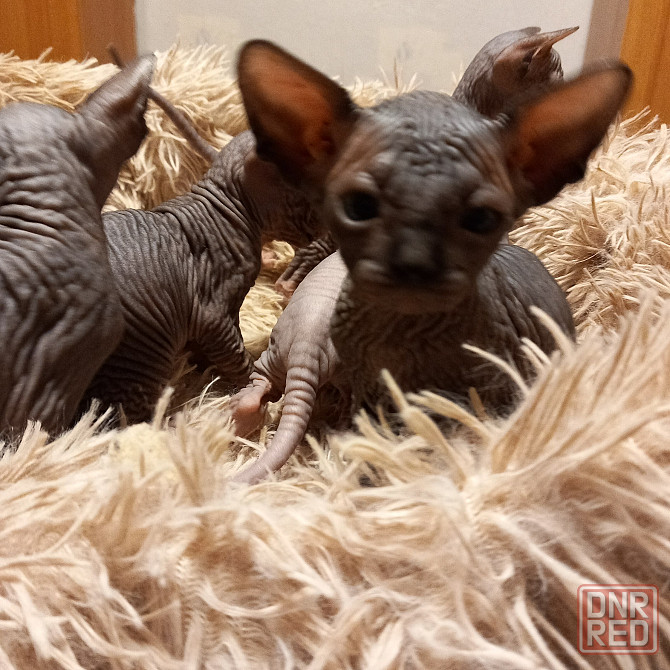 Животные Снежное - изображение 2