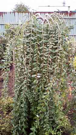 Продам дачу 20 соток Донецк