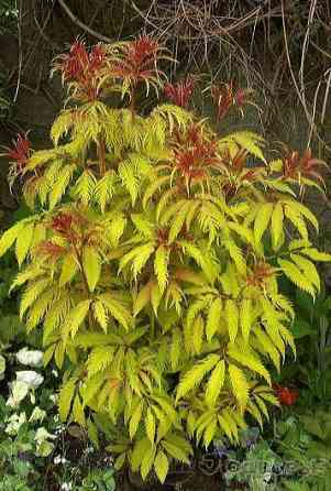 Продам дачу 20 соток Донецк