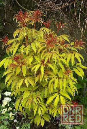 Продам дачу 20 соток Донецк - изображение 1