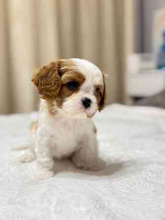 Щенки Кавалер Кинг Чарльз Спаниель Донецк