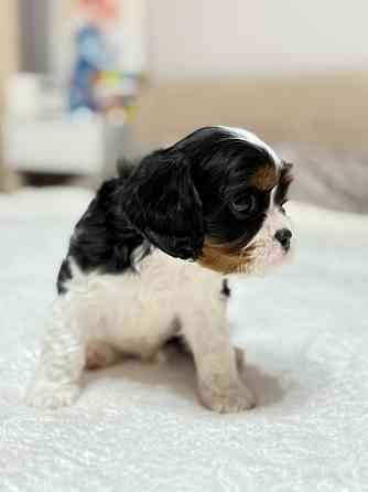 Щенки Кавалер Кинг Чарльз Спаниель Донецк