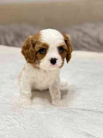 Щенки Кавалер Кинг Чарльз Спаниель Донецк