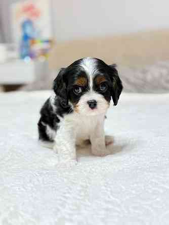 Щенки Кавалер Кинг Чарльз Спаниель Донецк