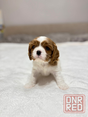 Щенки Кавалер Кинг Чарльз Спаниель Донецк - изображение 8