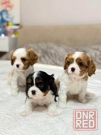 Щенки Кавалер Кинг Чарльз Спаниель Донецк - изображение 1