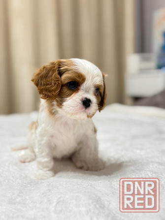 Щенки Кавалер Кинг Чарльз Спаниель Донецк - изображение 4