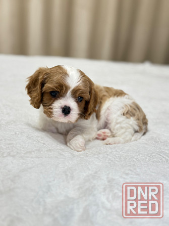 Щенки Кавалер Кинг Чарльз Спаниель Донецк - изображение 7