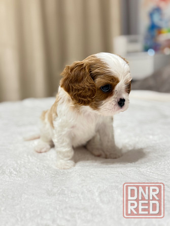 Щенки Кавалер Кинг Чарльз Спаниель Донецк - изображение 5