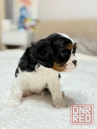 Щенки Кавалер Кинг Чарльз Спаниель Донецк - изображение 3