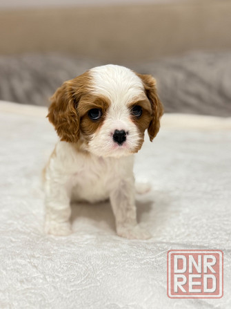 Щенки Кавалер Кинг Чарльз Спаниель Донецк - изображение 6