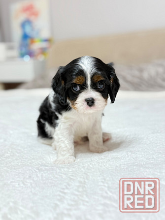 Щенки Кавалер Кинг Чарльз Спаниель Донецк - изображение 2