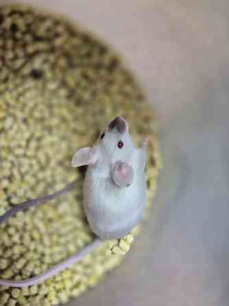 Декоративные Сатиновые мышки Харцызск