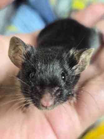 Декоративный Сатиновый мышонок Харцызск