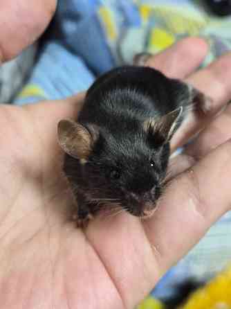 Декоративный Сатиновый мышонок Харцызск