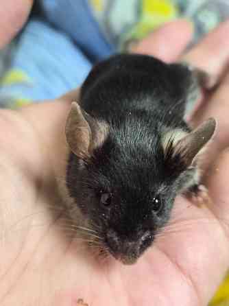 Декоративный Сатиновый мышонок Харцызск