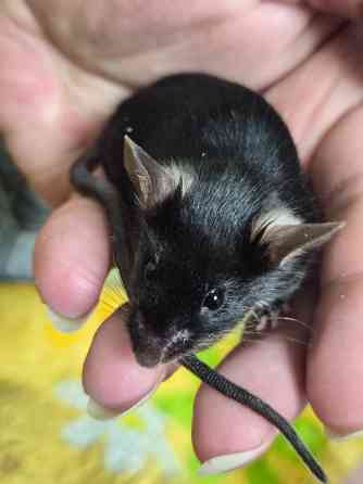 Декоративный Сатиновый мышонок Харцызск