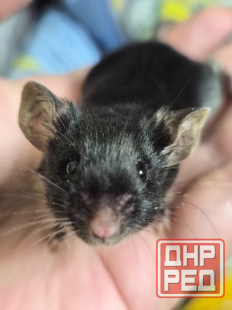 Декоративный Сатиновый мышонок Харцызск - изображение 3