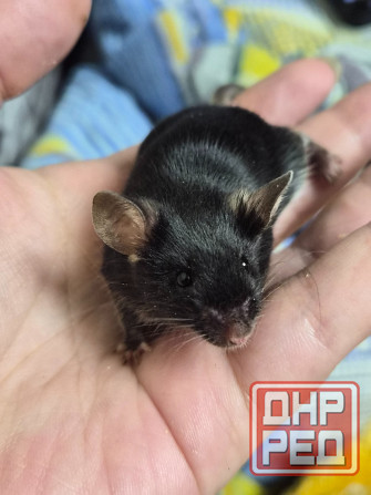 Декоративный Сатиновый мышонок Харцызск - изображение 2