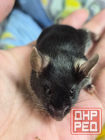 Декоративный Сатиновый мышонок Харцызск - изображение 4