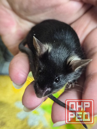 Декоративный Сатиновый мышонок Харцызск - изображение 1