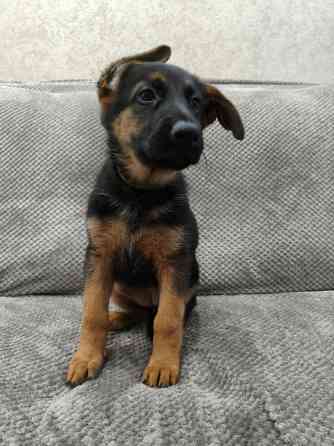 Щенки немецкой овчарки Макеевка