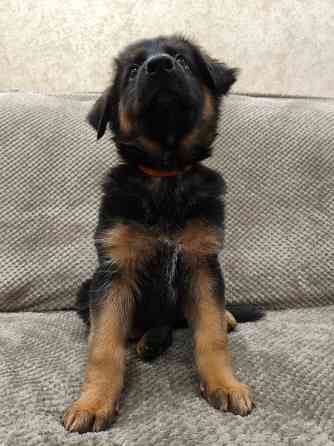 Щенки немецкой овчарки Макеевка