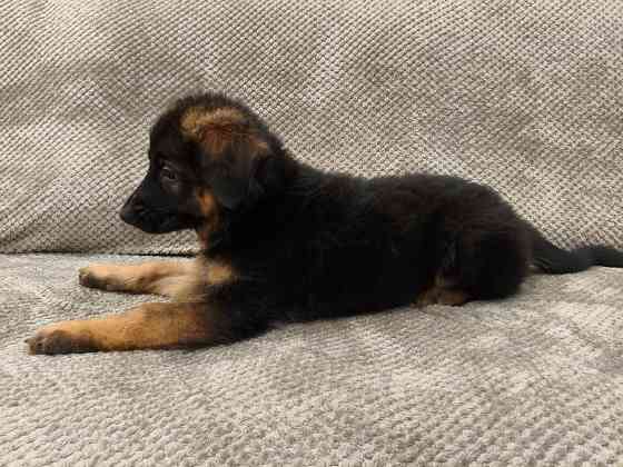 Щенки немецкой овчарки Макеевка