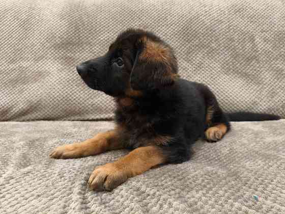 Щенки немецкой овчарки Макеевка