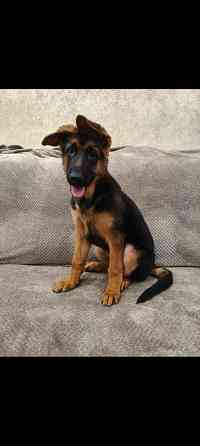 Щенки немецкой овчарки Макеевка